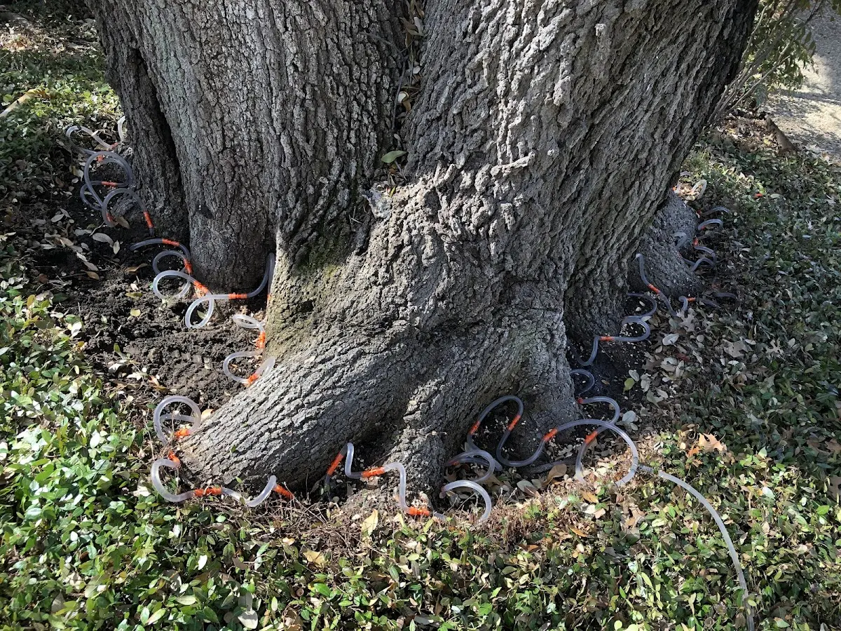 Detailed Shrub and Hedge Trimming job site in Clute