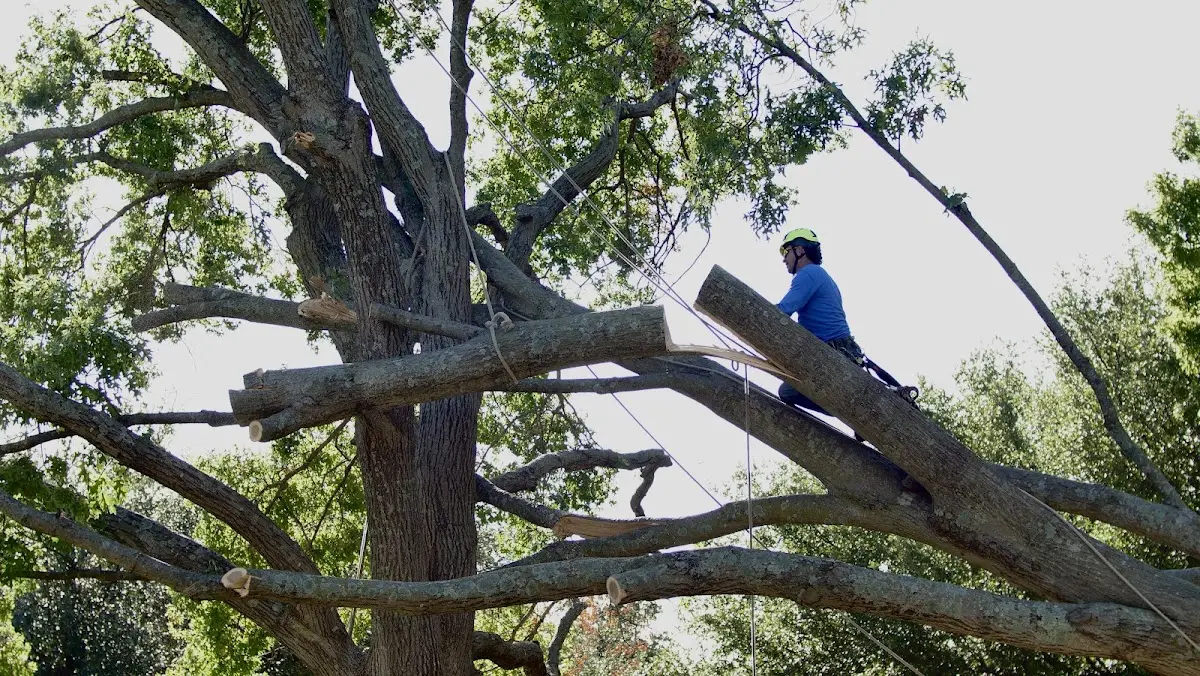 Professional Crown Thinning performed by certified arborists in Clute