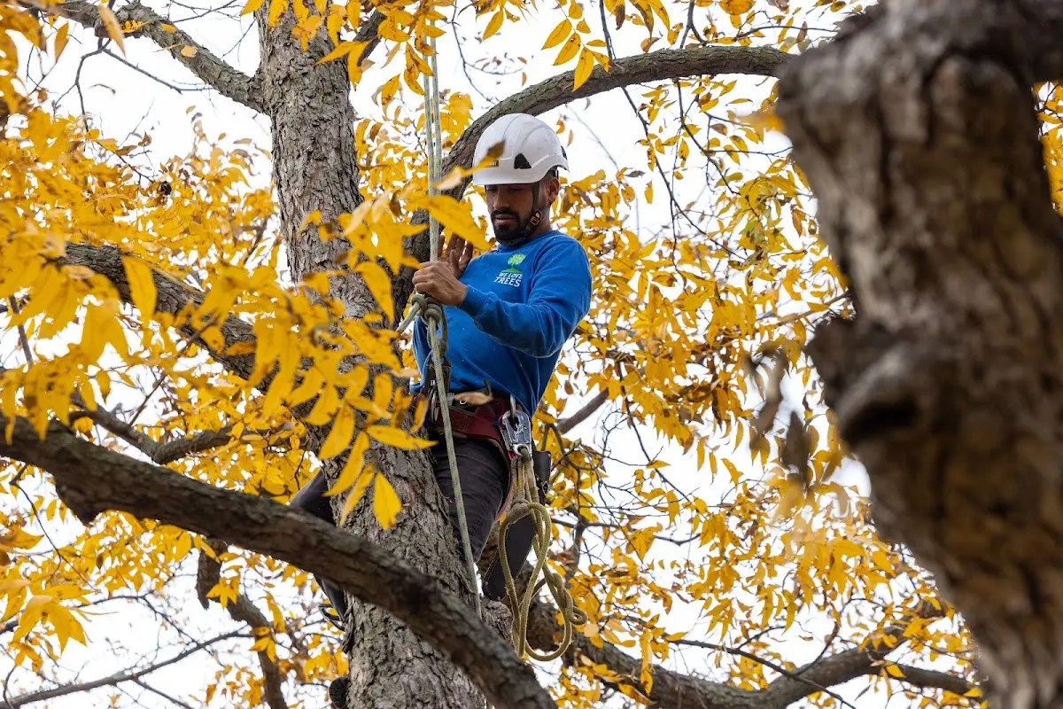Skilled Tree Trimming crew working in Clute